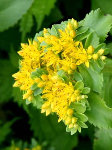 Sedum aizoon var. floribundum
