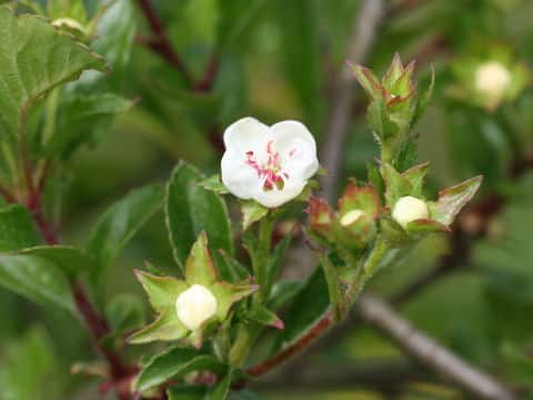 Crataegus cuneata