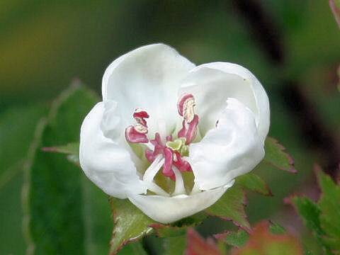 Crataegus cuneata