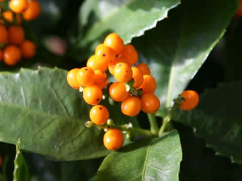 Sarcandra glaber var. flava
