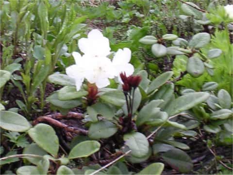 Rhododendron aureum
