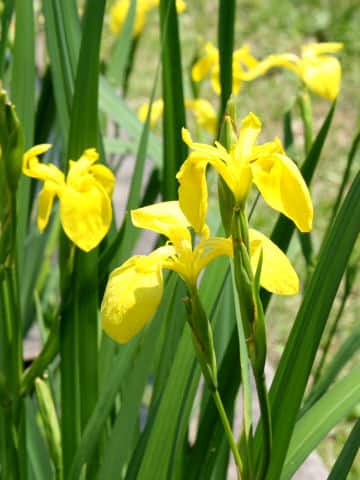 Iris pseudoacorus