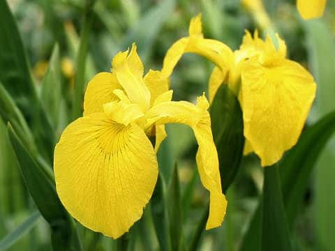 Iris pseudoacorus