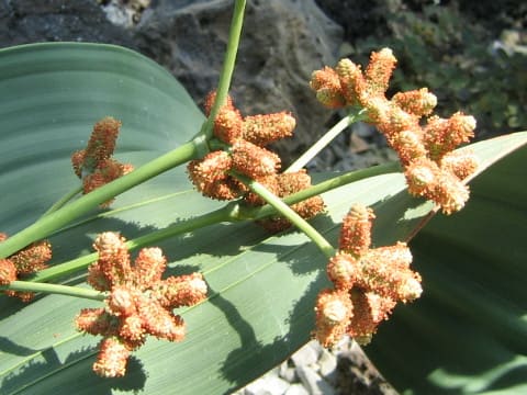 Welwitschia mirabilis
