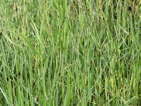 Paspalum distichum