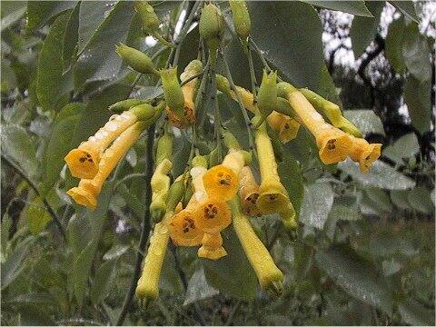 Nicotiana glauca