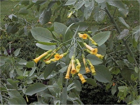 Nicotiana glauca