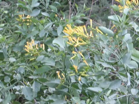 Nicotiana glauca
