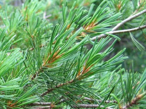 Pinus parviflora var. pentaphylla
