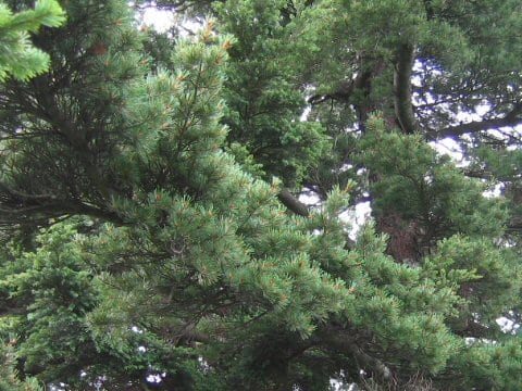 Pinus parviflora var. pentaphylla