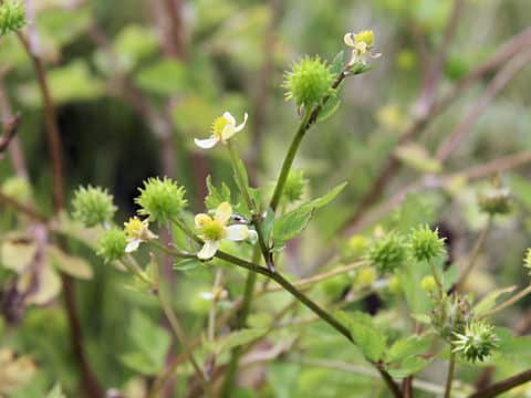 Ranunculus silerifolius