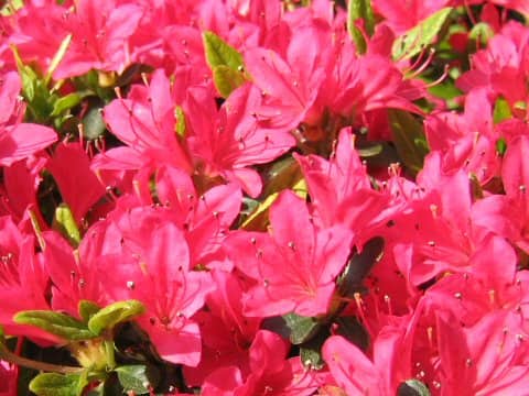 Rhododendron obtusum var. obtusum