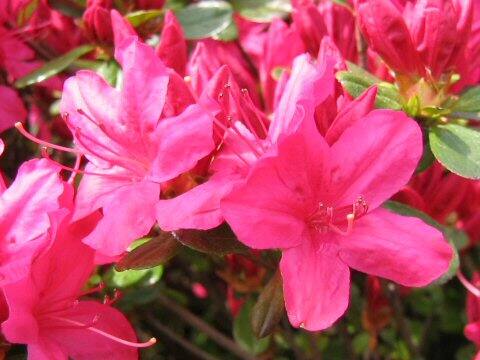 Rhododendron obtusum var. obtusum