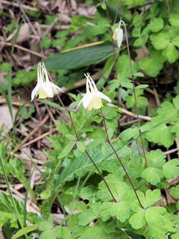 Aquilegia buergeriana f. flavescens