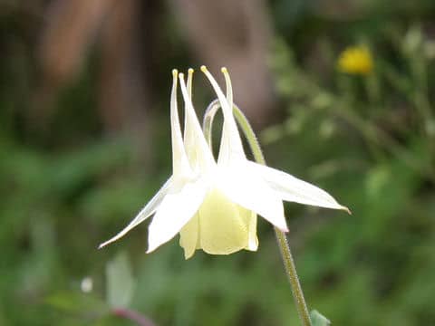 Aquilegia buergeriana f. flavescens