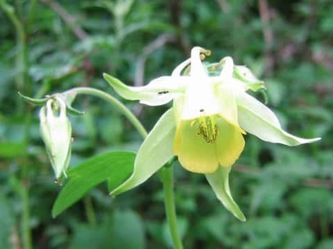 Aquilegia buergeriana f. flavescens