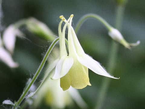 Aquilegia buergeriana f. flavescens