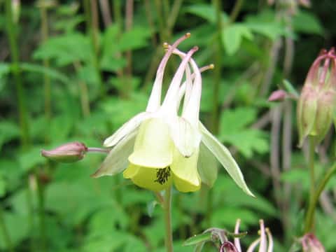 Aquilegia buergeriana f. flavescens
