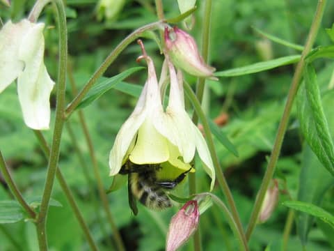 Aquilegia buergeriana f. flavescens