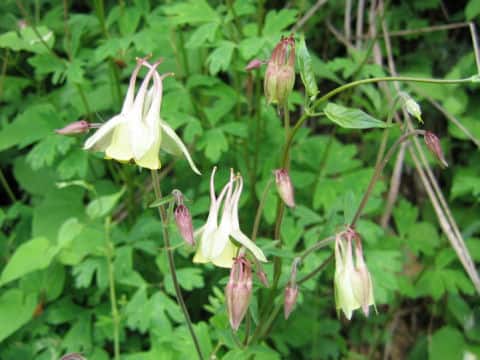 Aquilegia buergeriana f. flavescens