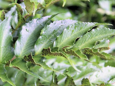 Cyrtomium acutidens