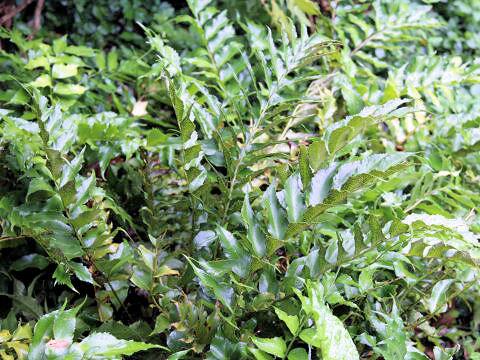 Cyrtomium acutidens