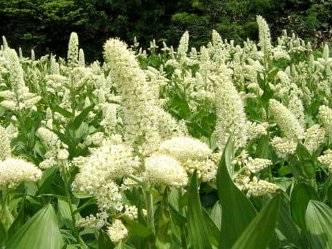 Veratrum stamineum