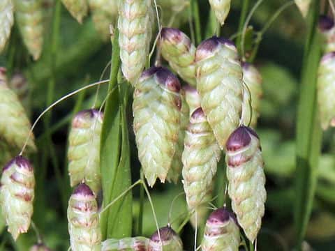 Briza maxima