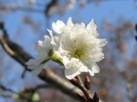 Prunus x Kobuku-zakura