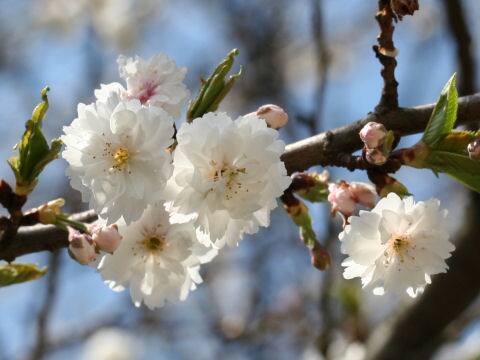 Prunus x Kobuku-zakura