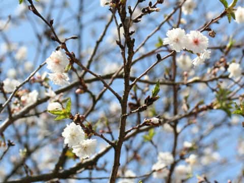 Prunus x Kobuku-zakura