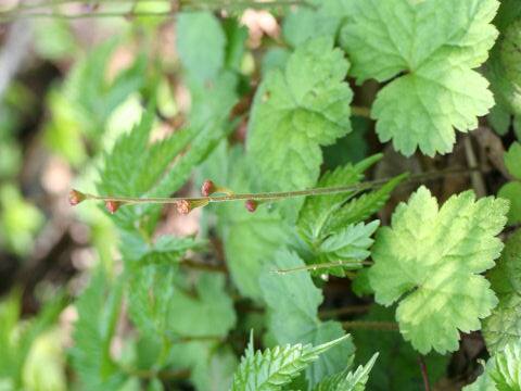 Mitella pauciflora