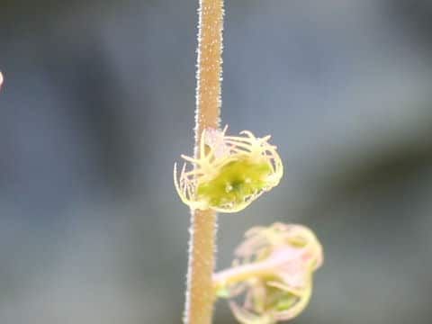 Mitella pauciflora
