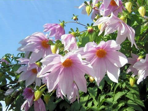 Dahlia imperialis