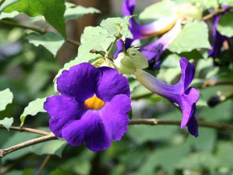 Thunbergia erecta