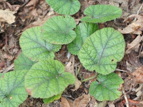 Rubus pectinellus