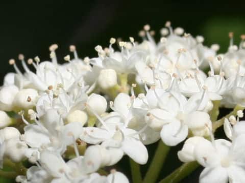 Viburnum erosum var. punctatum