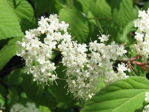 Viburnum erosum var. punctatum
