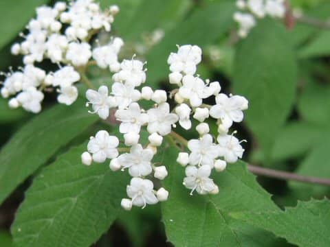 Viburnum erosum var. punctatum