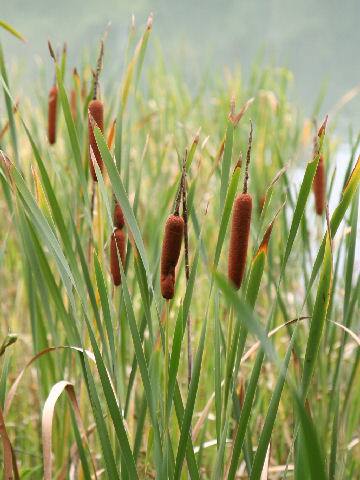Typha orientalis