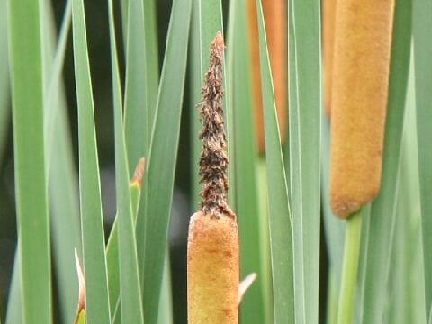 Typha orientalis