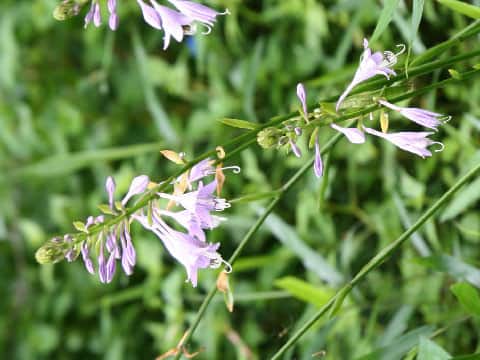 Hosta albo-marginata