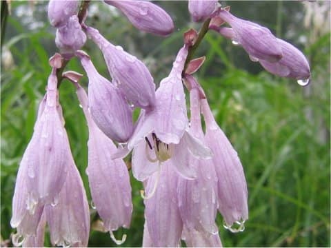 Hosta albo-marginata
