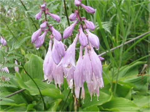 Hosta albo-marginata