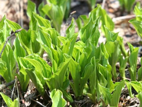 Hosta albo-marginata