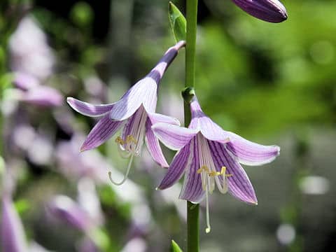 Hosta albo-marginata