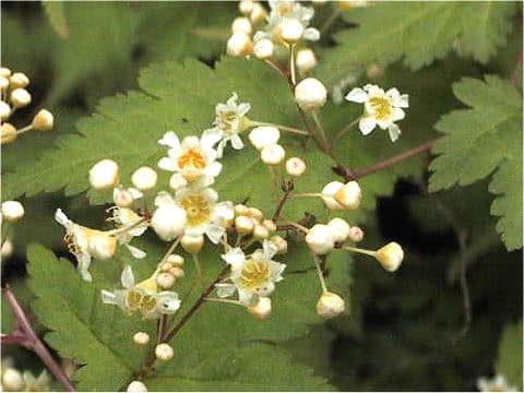 Stephanandra incisa