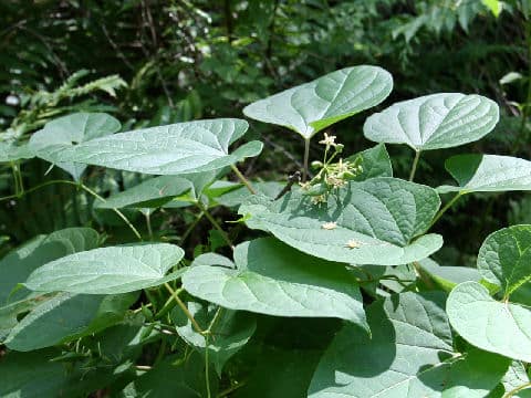 Cynanchum wilfordii