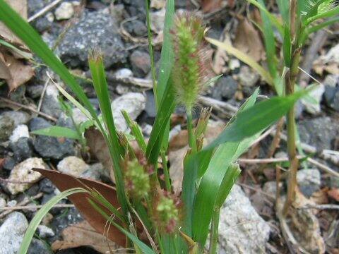 Setaria pallide-fusca