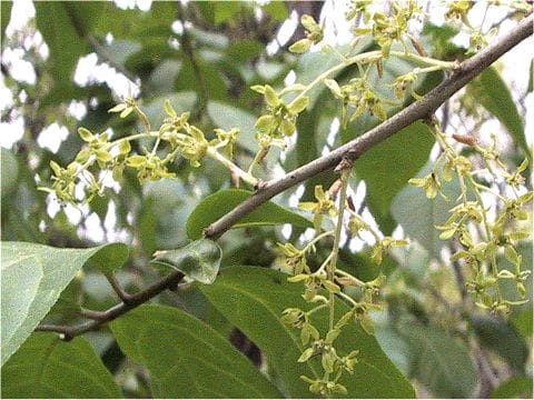 Orixa japonica